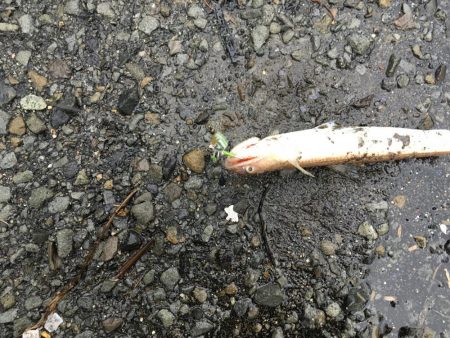 雨の中向うも不発